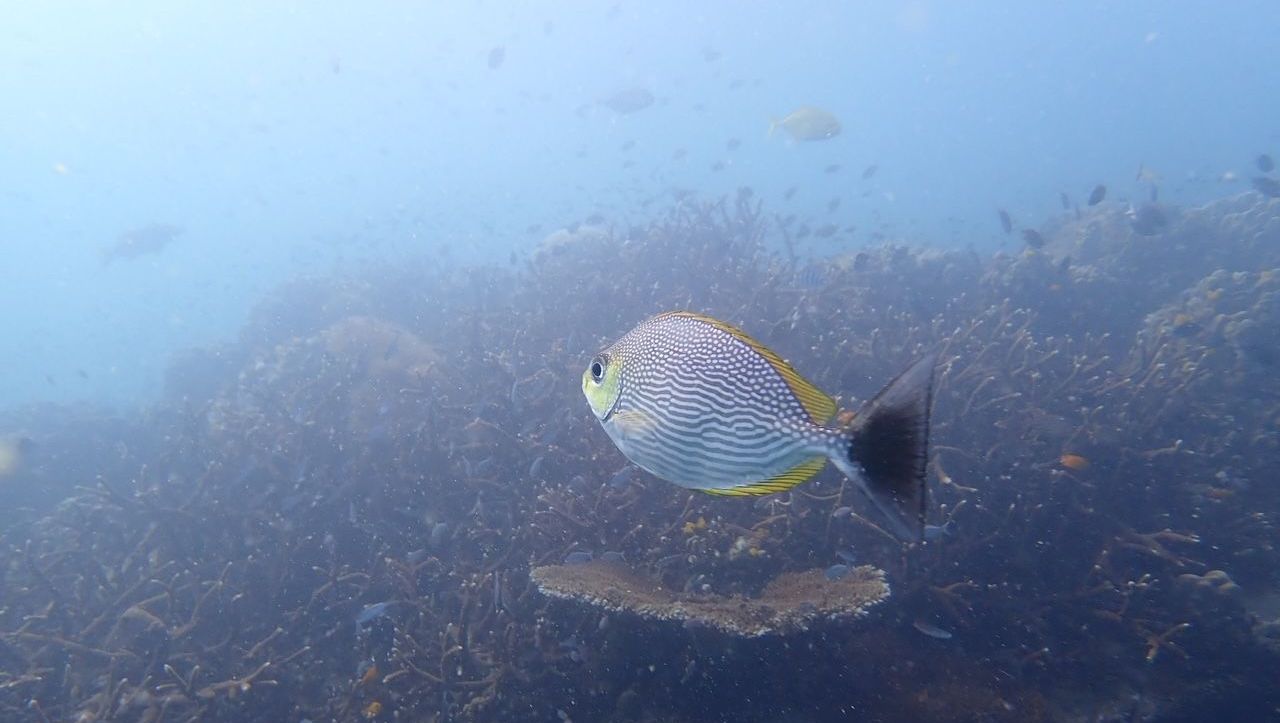 Miljögifter i fisk. Oljeutsläpp i hav. PFAS. 